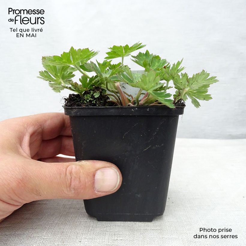 Geranium Rozanne Vasetto da 8/9 cm esemplare consegnato in primavera