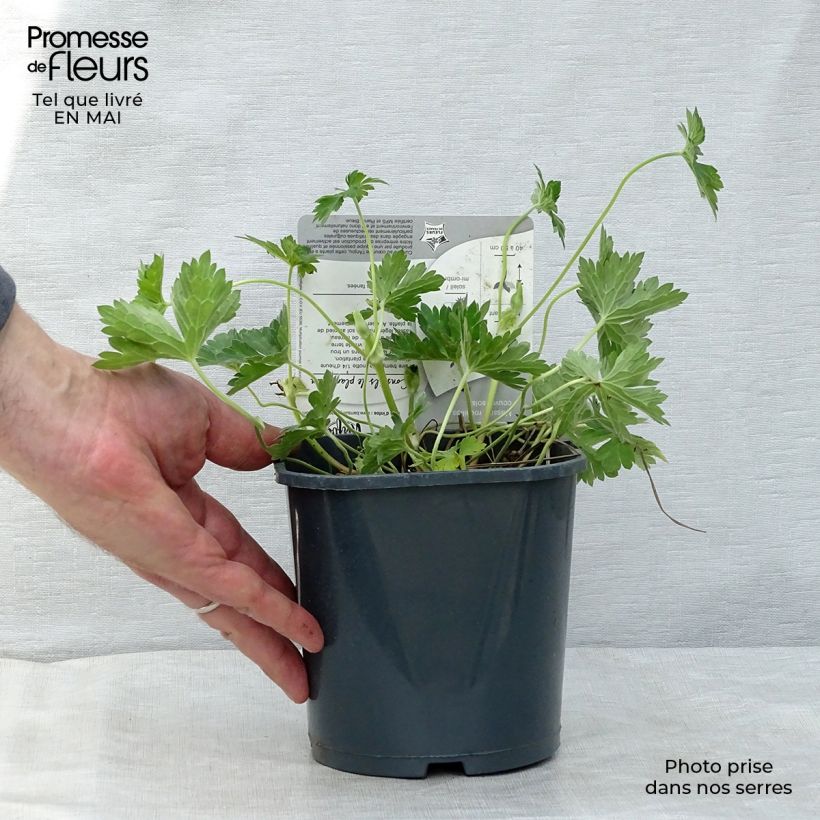 Geranium Rozanne Vaso da 2L/3L esemplare consegnato in primavera