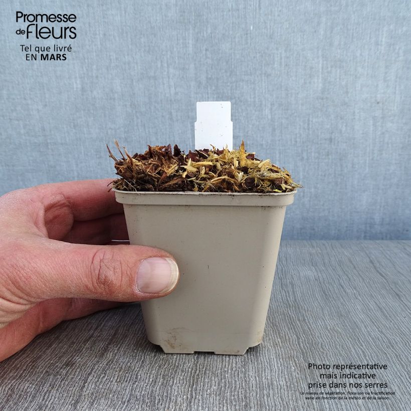 Geranium Sabani Blue Vasetto da 8/9 cm esemplare consegnato in inverno