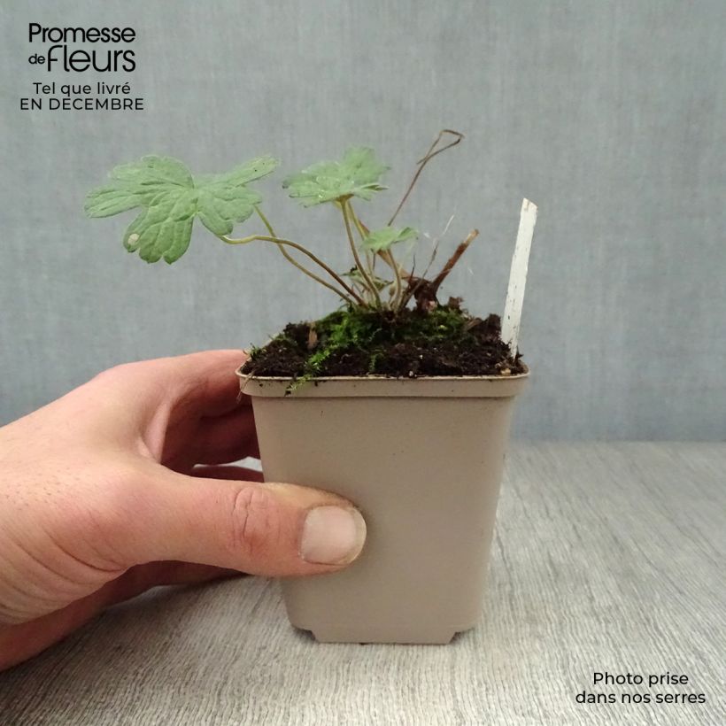 Geranium Salomé Vasetto da 8/9 cm esemplare consegnato in inverno