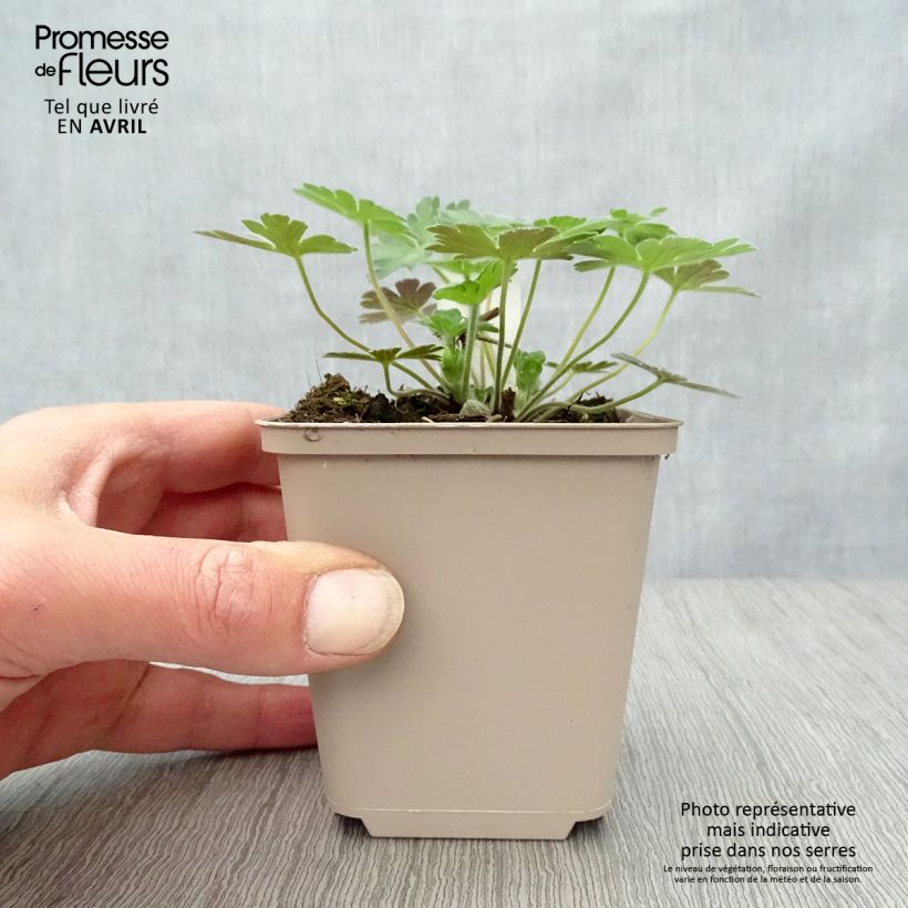 Geranium Salomé Vasetto da 8/9 cm esemplare consegnato in primavera