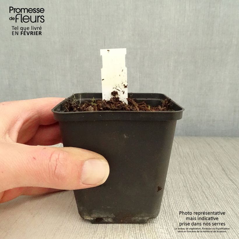 Geranium Silvias Surprise Vasetto da 8/9 cm esemplare consegnato in inverno