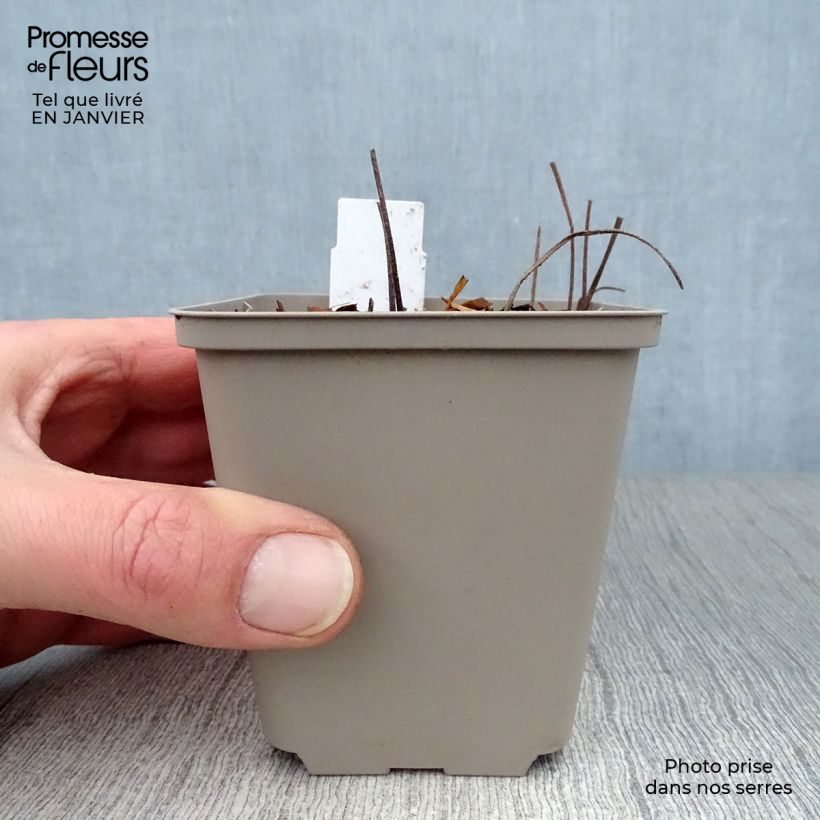 Geranium Sirak Vasetto da 8/9 cm esemplare consegnato in inverno