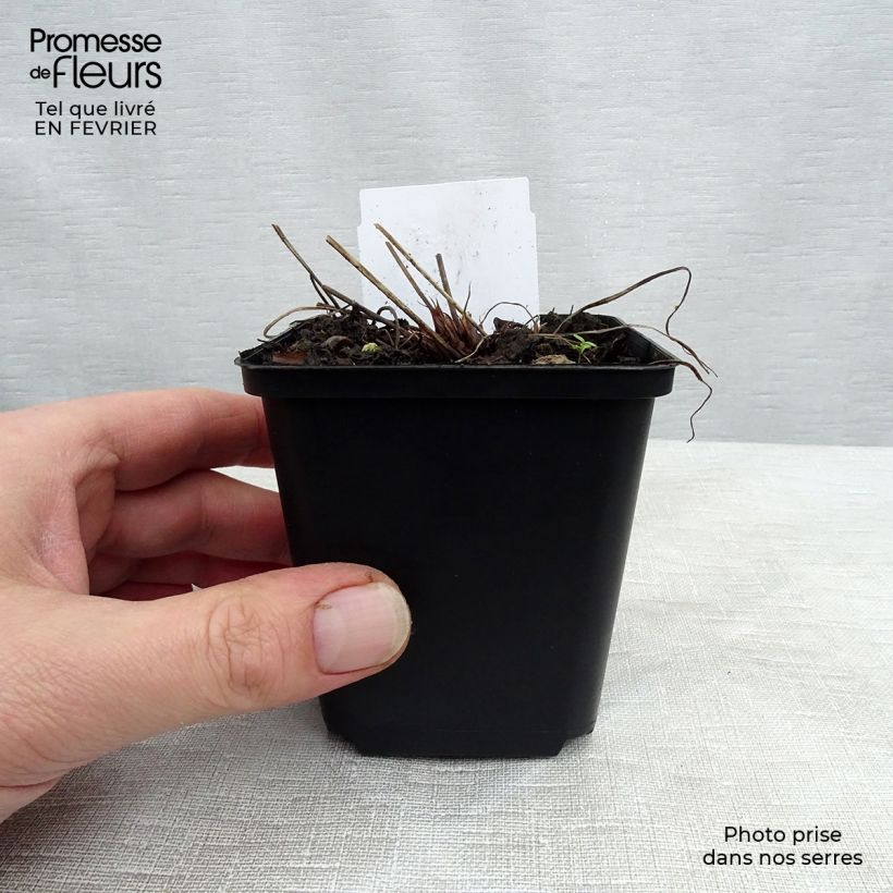 Geranium pratense Spinners - Geranio dei prati Vasetto da 8/9 cm esemplare consegnato in inverno