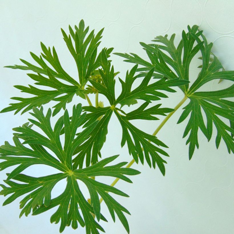 Geranium soboliferum Starman (Fogliame)