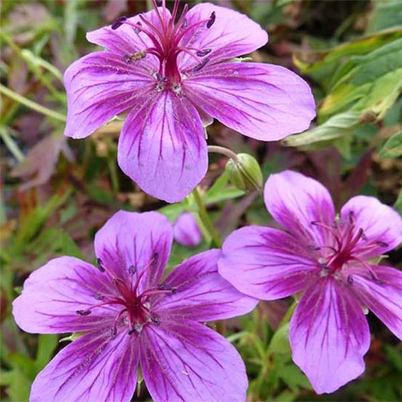 Geranium soboliferum Starman (Fioritura)