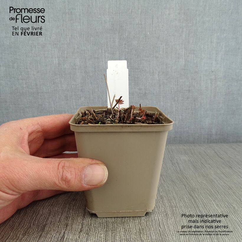 Geranium soboliferum Starman Vasetto da 8/9 cm esemplare consegnato in inverno