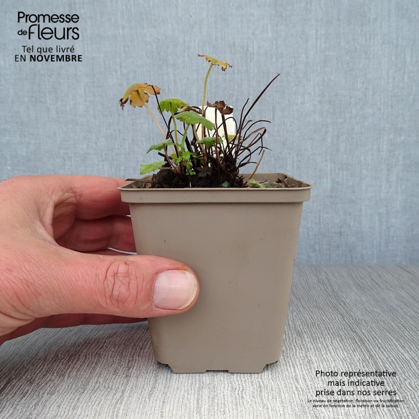Esemplare di Geranium Sue Crûg Vasetto da 8/9 cm come consegnato in autunno