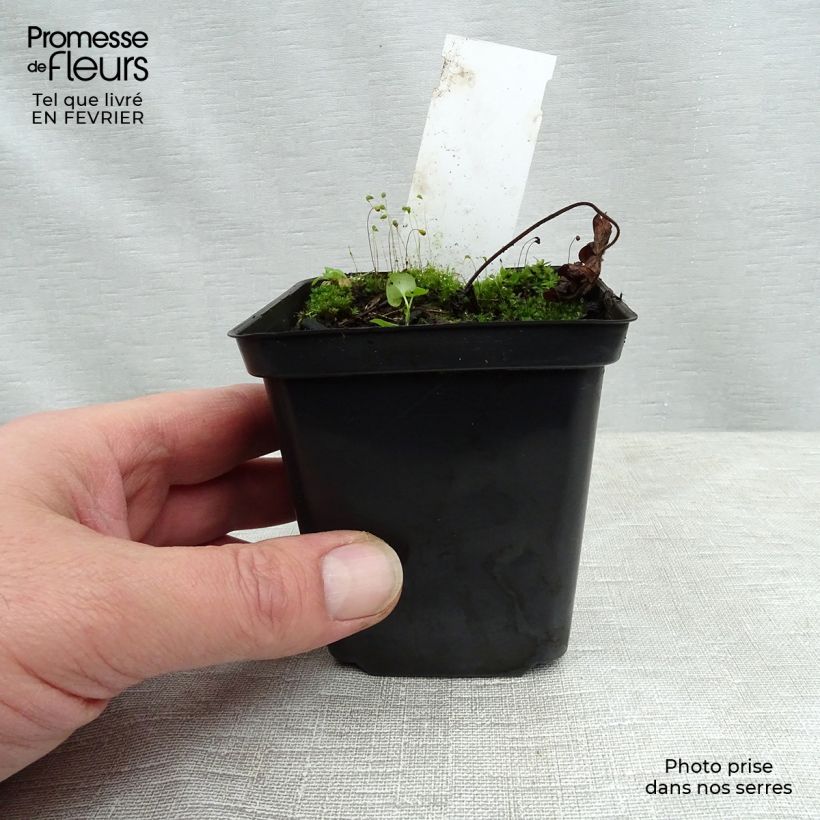 Geranium Sweet Heidi Vasetto da 8/9 cm esemplare consegnato in inverno