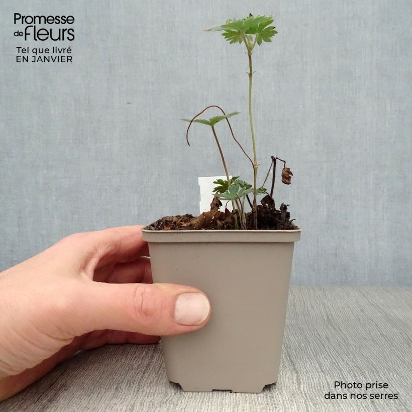 Geranium Tiny Monster Vasetto da 8/9 cm esemplare consegnato in inverno