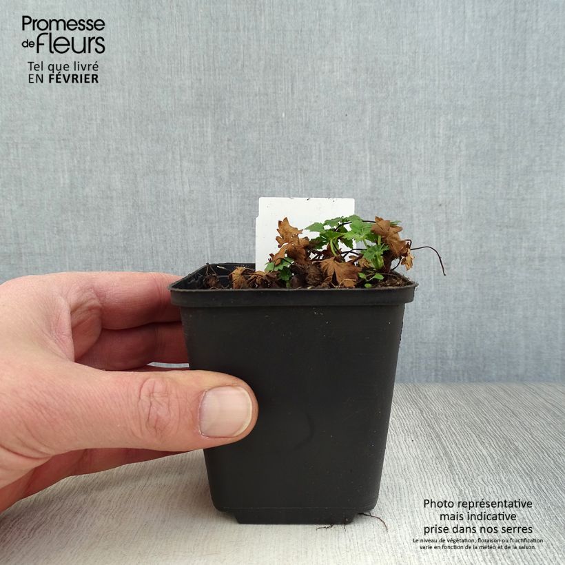 Geranium cantabrigiense Biokovo Vasetto da 8/9 cm esemplare consegnato in inverno