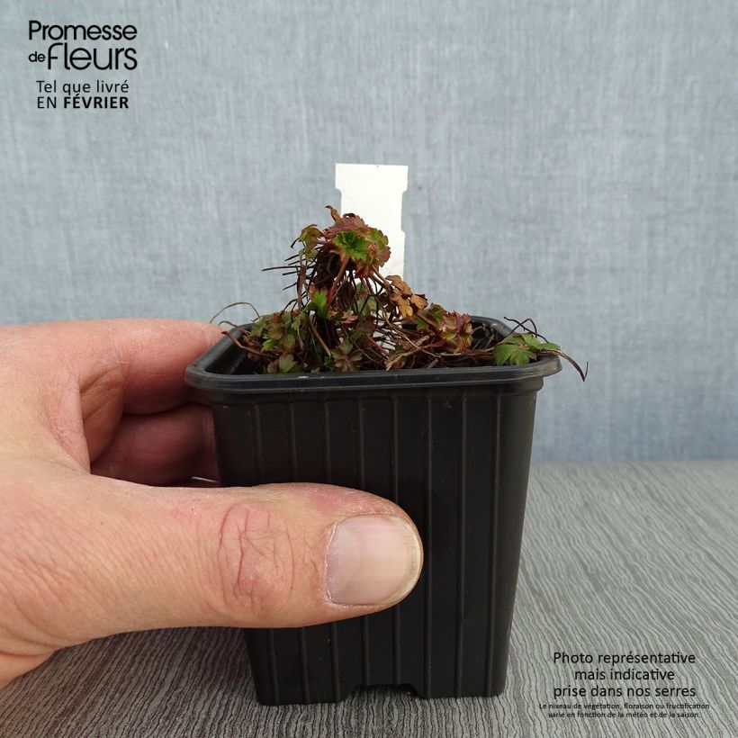 Geranium cantabrigiense Intense Vasetto da 8/9 cm esemplare consegnato in inverno