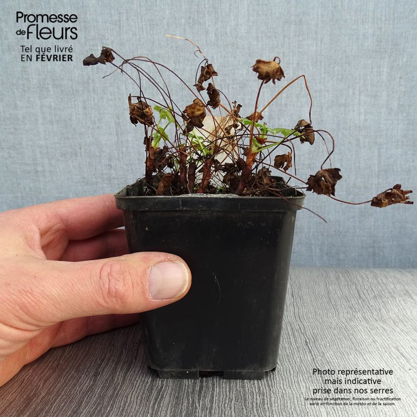 Geranium cantabrigiense Karmina Vasetto da 8/9 cm esemplare consegnato in inverno