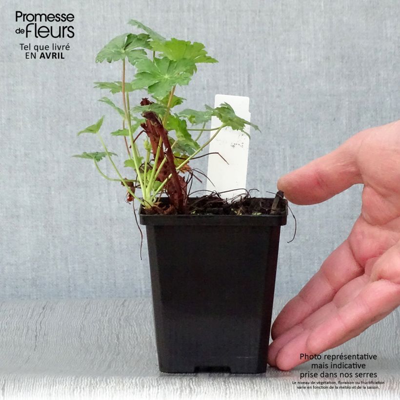Geranium cantabrigiense Karmina Vasetto da 8/9 cm esemplare consegnato in primavera