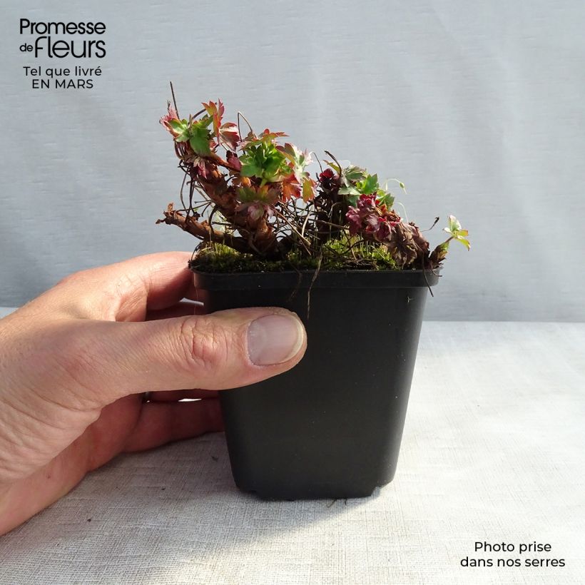 Geranium cantabrigiense St Ola Vasetto da 8/9 cm esemplare consegnato in inverno