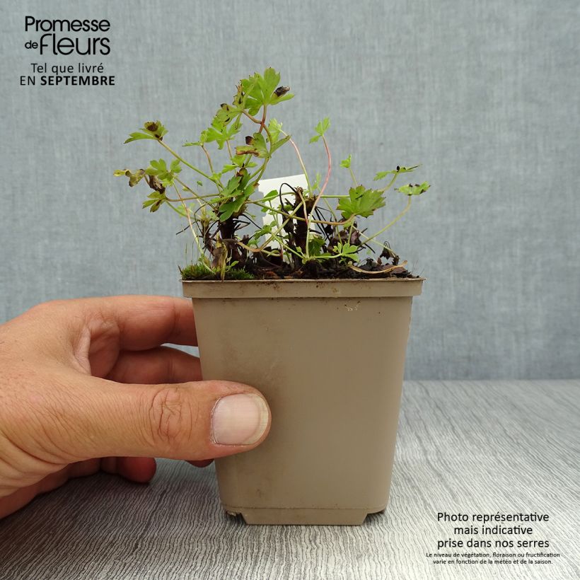 Esemplare di Geranium cantabrigiense Westray Vasetto da 8/9 cm come consegnato in autunno