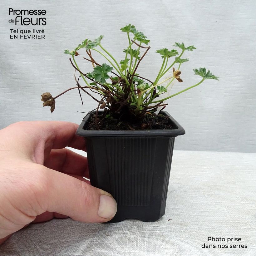 Geranium cinereum Ballerina Vasetto da 8/9 cm esemplare consegnato in inverno