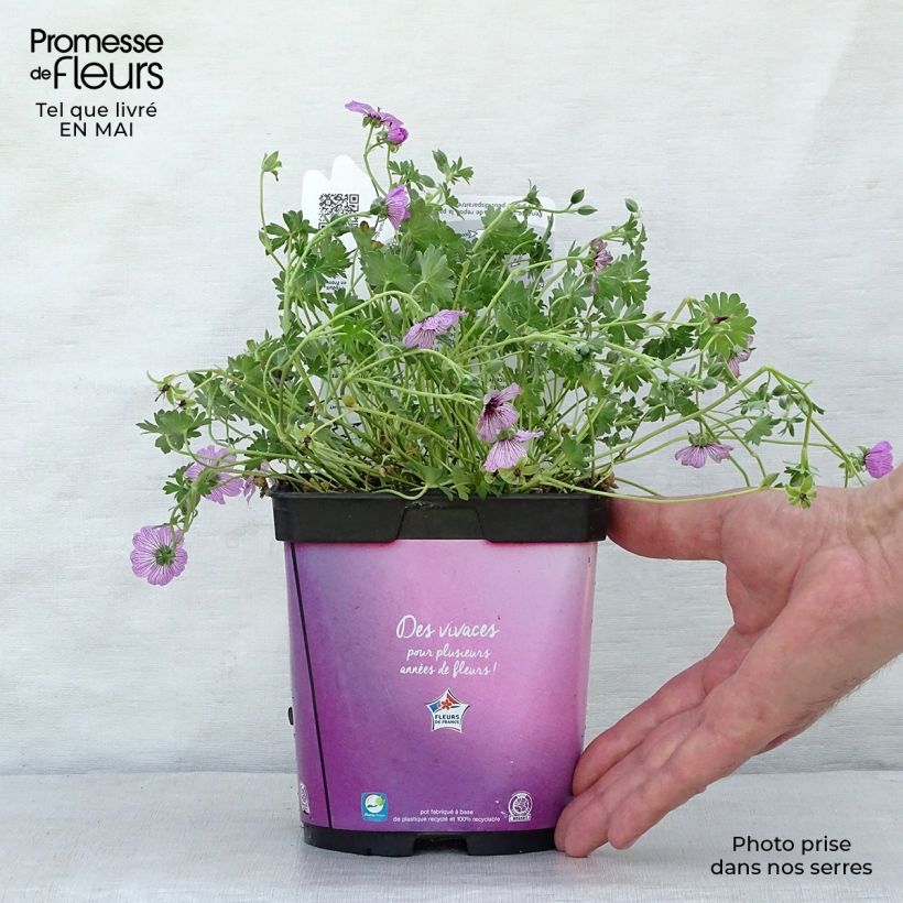 Geranium cinereum Ballerina Vaso da 2L/3L esemplare consegnato in primavera