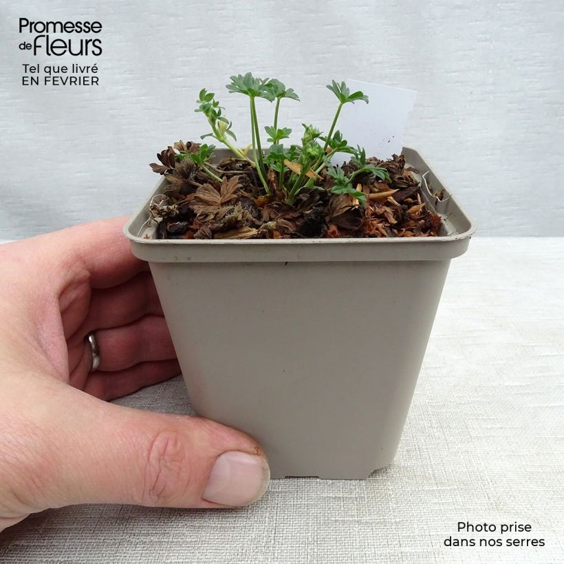 Geranium cinereum Jolly Jewel Night Vasetto da 8/9 cm esemplare consegnato in inverno