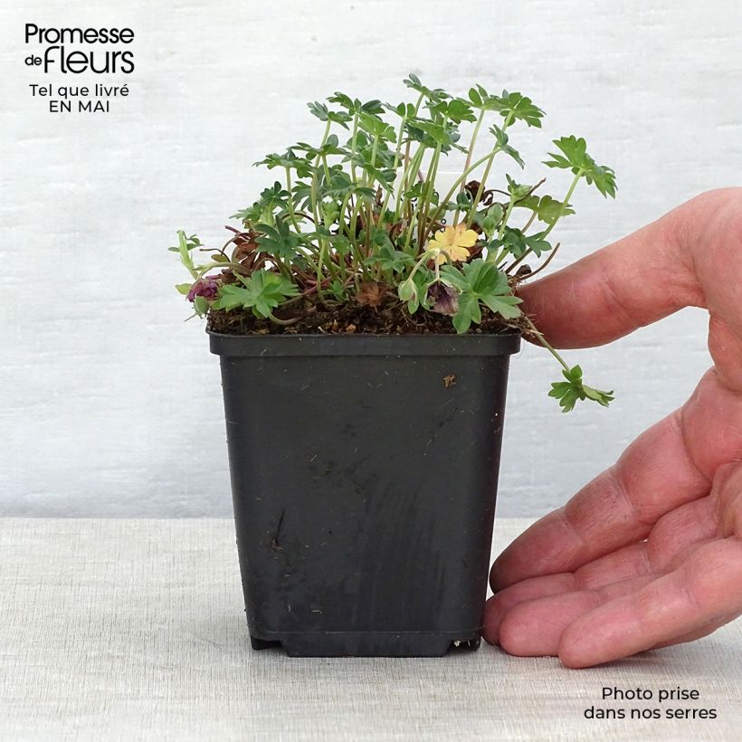 Geranium cinereum Jolly Jewel Night Vasetto da 8/9 cm esemplare consegnato in primavera