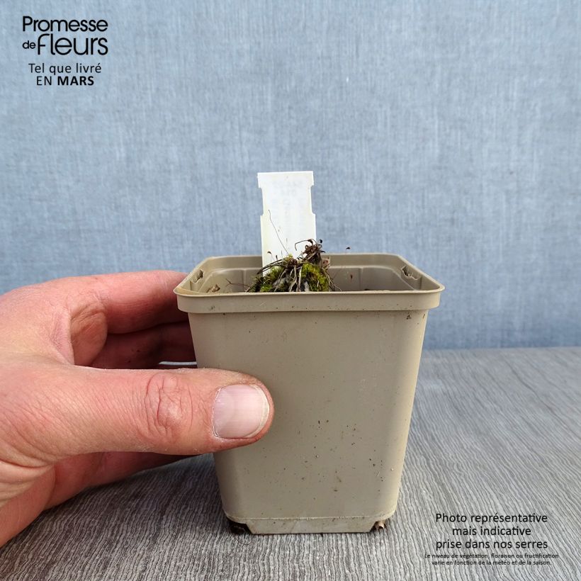 Geranium cinereum Jolly Jewel Hot Pink Vasetto da 8/9 cm esemplare consegnato in inverno