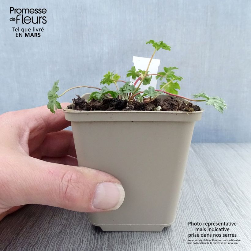 Geranium cinereum Jolly Jewel Hot Pink Vasetto da 8/9 cm esemplare consegnato in primavera