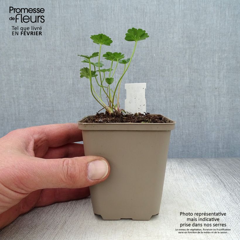 Geranium cinereum Jolly Jewel Red Improved Vasetto da 8/9 cm esemplare consegnato in inverno