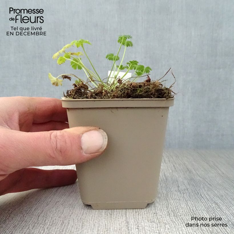 Geranium cinereum Jolly Jewel Salmon Vasetto da 8/9 cm esemplare consegnato in inverno