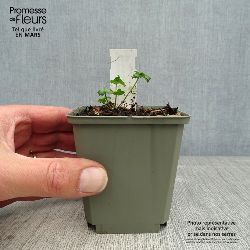 Geranium cinereum Jolly Jewel Salmon Vasetto da 8/9 cm esemplare consegnato in primavera