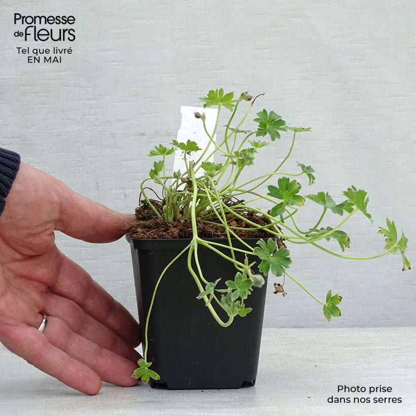 Geranium cinereum Jolly Jewel Violet Vasetto da 8/9 cm esemplare consegnato in primavera