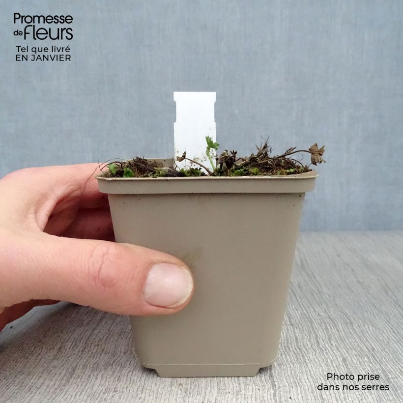 Geranium cinereum Jolly Jewel Violet Vasetto da 8/9 cm esemplare consegnato in inverno