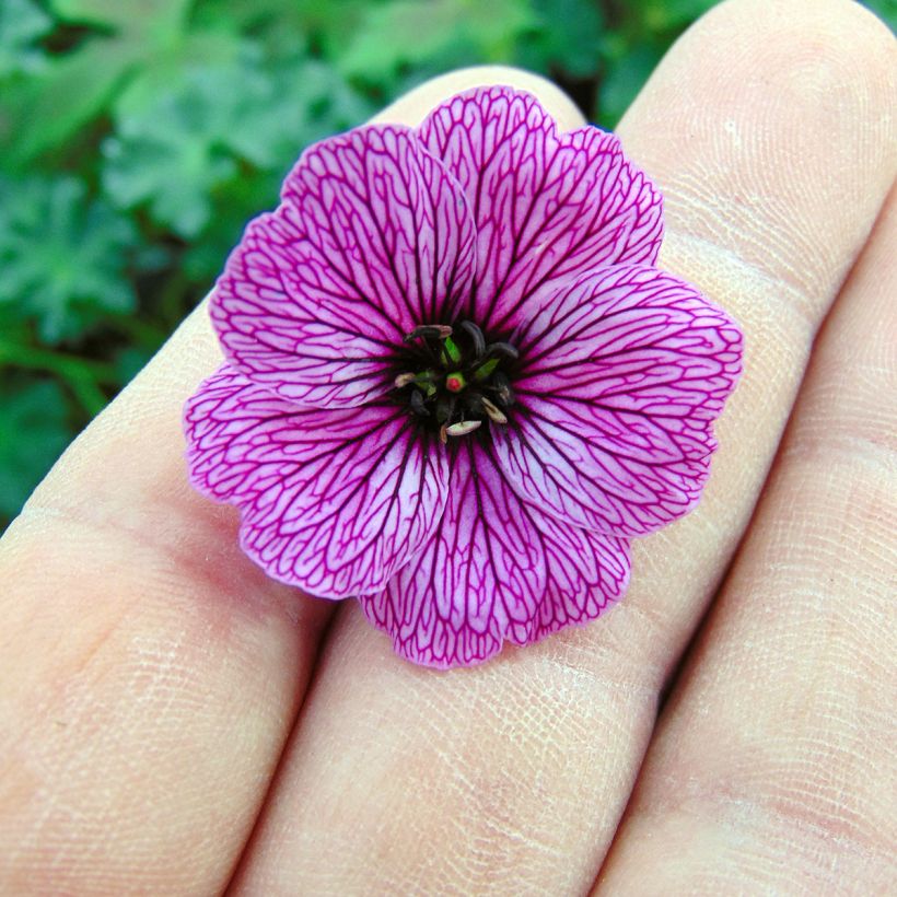 Geranium cinereum Laurence Flatman (Fioritura)