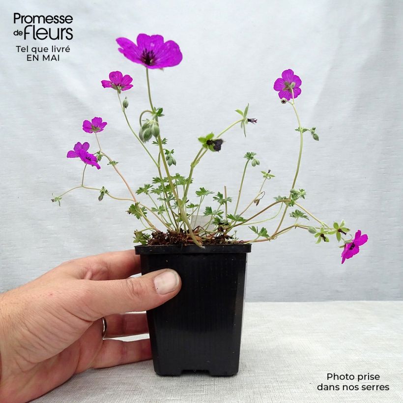 Geranium cinereum v. subcaulescens Giuseppii Vasetto da 8/9 cm esemplare consegnato in primavera