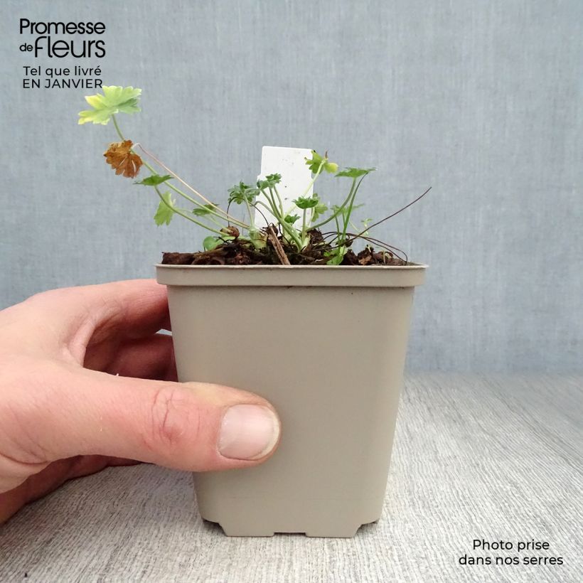 Geranium cinereum v. subcaulescens Giuseppii Vasetto da 8/9 cm esemplare consegnato in inverno