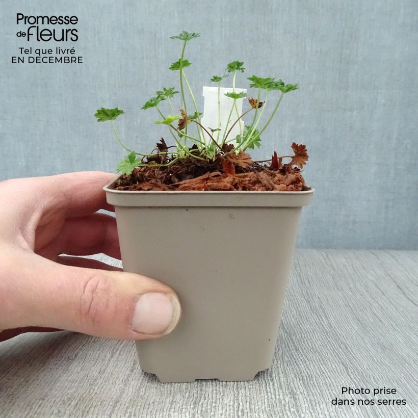 Geranium cinereum v. subcaulescens Vasetto da 8/9 cm esemplare consegnato in inverno