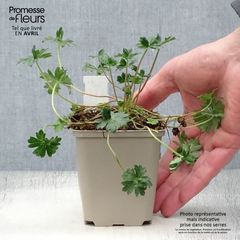 Geranium cinereum v. subcaulescens Vasetto da 8/9 cm esemplare consegnato in primavera