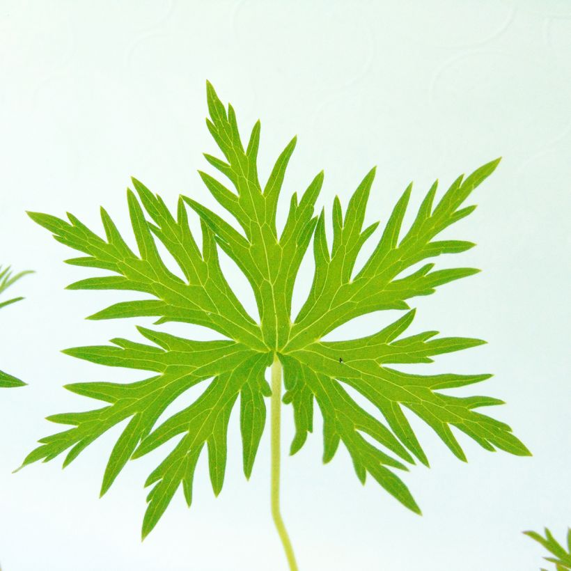 Geranium clarkei Kashmir Blue (Fogliame)