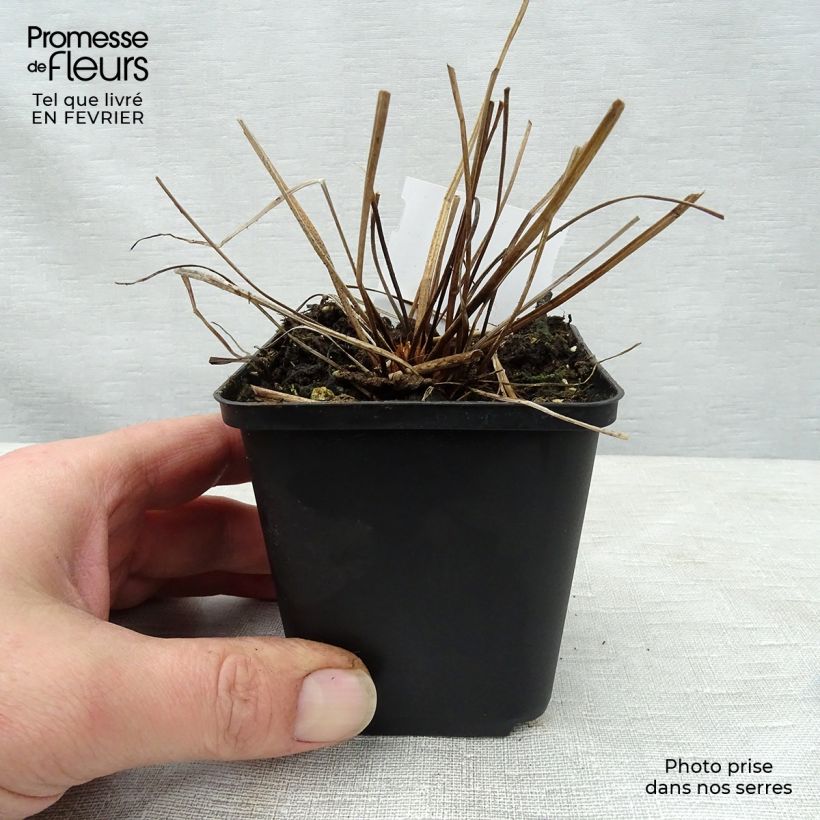 Geranium clarkei Kashmir Blue Vasetto da 8/9 cm esemplare consegnato in inverno