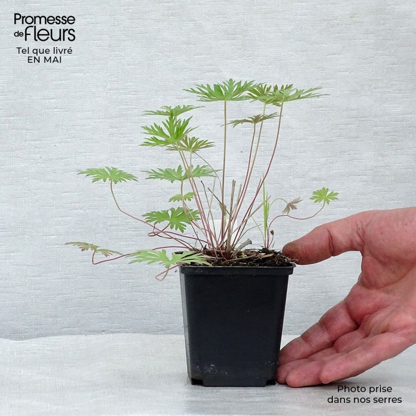 Geranium clarkei Kashmir Blue Vasetto da 8/9 cm esemplare consegnato in primavera