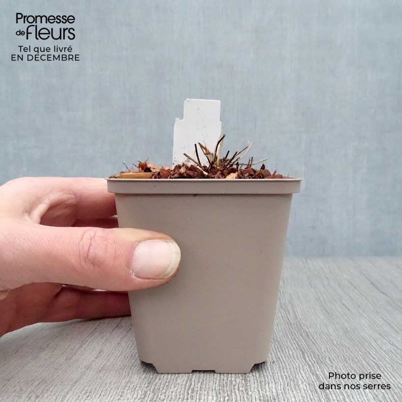 Geranium clarkei Kashmir White Vasetto da 8/9 cm esemplare consegnato in inverno