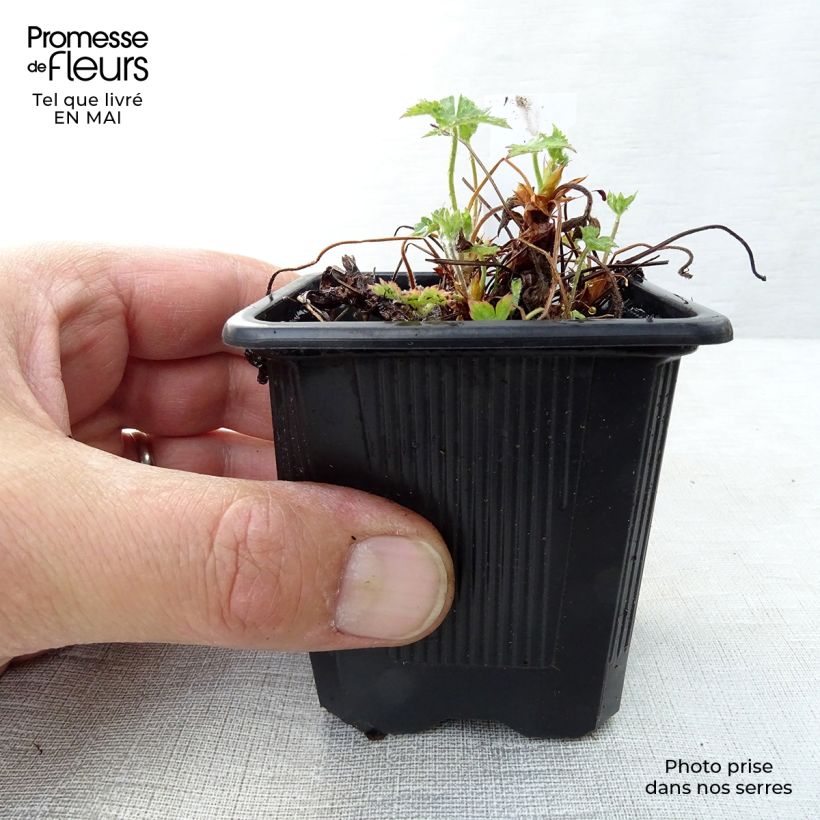 Geranium endressii Vasetto da 8/9 cm esemplare consegnato in primavera
