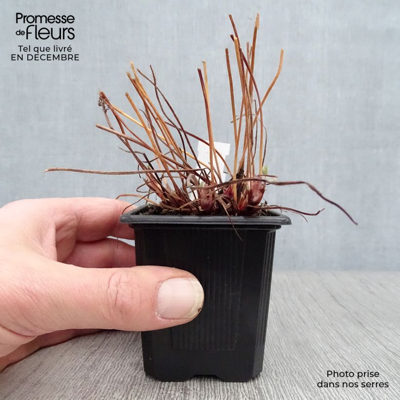 Geranium endressii Vasetto da 8/9 cm esemplare consegnato in inverno