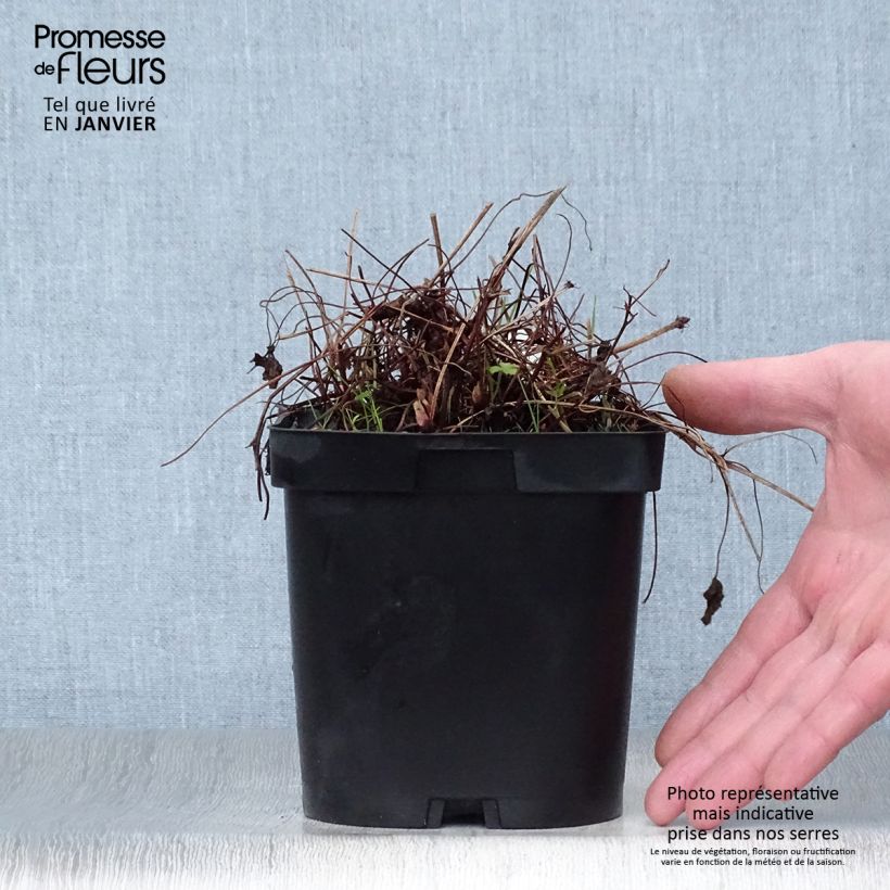 Geranium endressii Vaso da 2L/3L esemplare consegnato in inverno