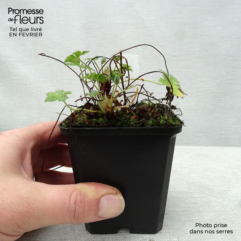 Geranium endressii Wargrave Pink Vasetto da 8/9 cm esemplare consegnato in inverno