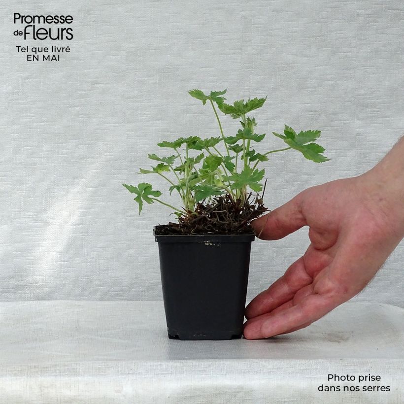 Geranium endressii Wargrave Pink Vasetto da 8/9 cm esemplare consegnato in primavera