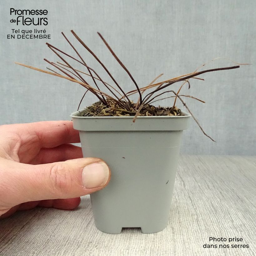 Geranium himalayense Vasetto da 8/9 cm esemplare consegnato in inverno