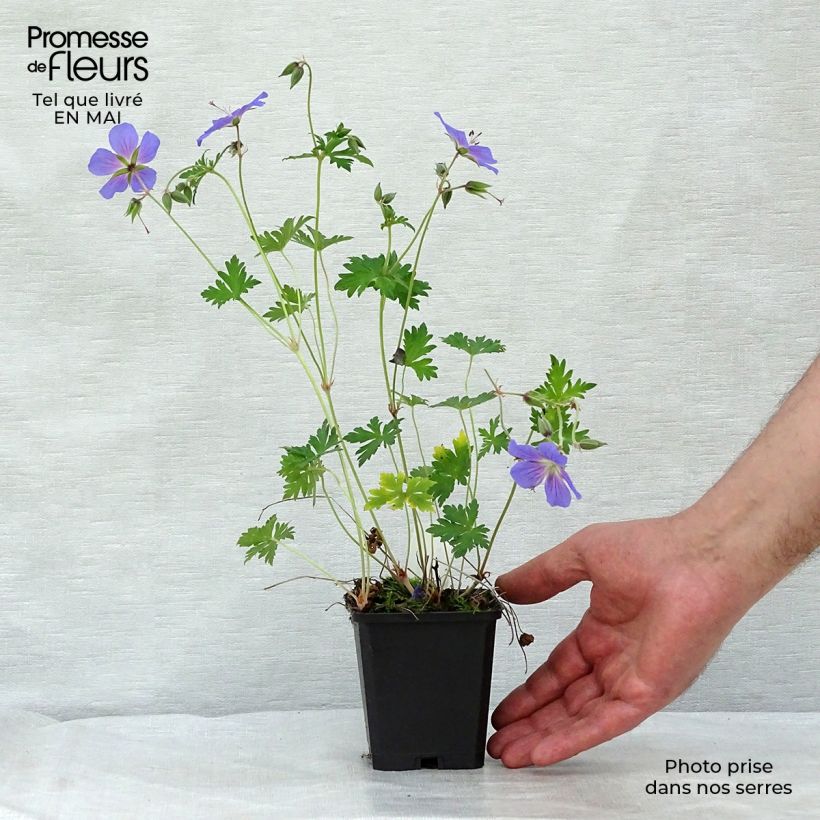 Geranium himalayense Vasetto da 8/9 cm esemplare consegnato in primavera