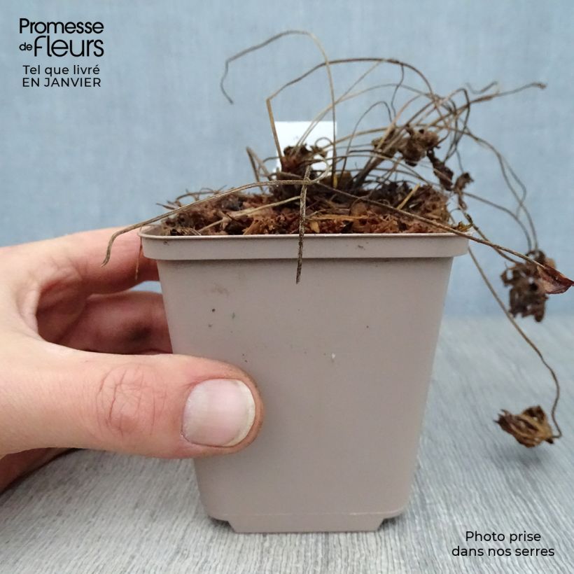 Geranium himalayense Derrick Cook Vasetto da 8/9 cm esemplare consegnato in inverno