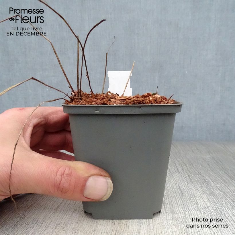 Geranium himalayense Gravetye Vasetto da 8/9 cm esemplare consegnato in inverno