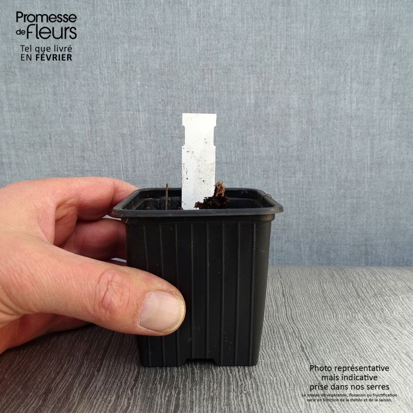 Geranium himalayense Plenum Vasetto da 8/9 cm esemplare consegnato in inverno